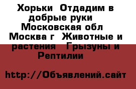 Хорьки. Отдадим в добрые руки  - Московская обл., Москва г. Животные и растения » Грызуны и Рептилии   